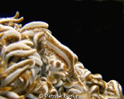 Taken at Lembeh Straits.  Well hidden! by Patrick Burke 